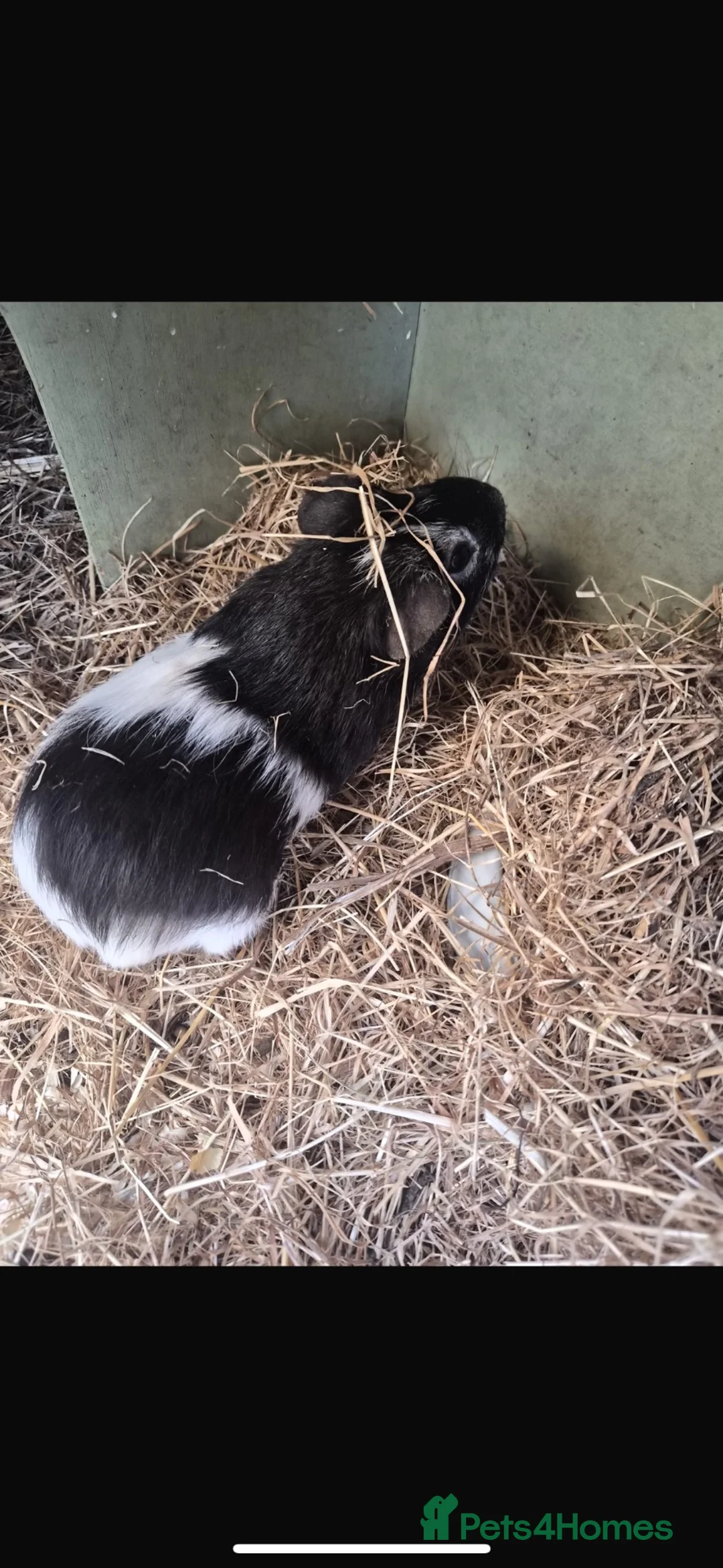 Guinea Pig rodents for sale: Male guinea pig - Advert 2
