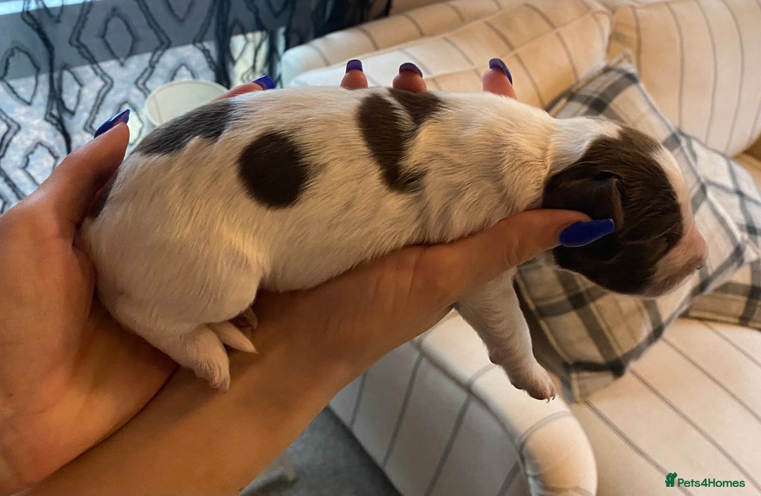 Sprocker dogs for sale: Norwich  - Image 23