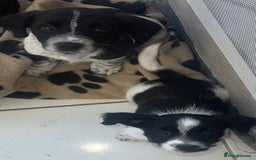 Mixed Breed dogs for sale: 3 male Jackapoo Pups - Image 16