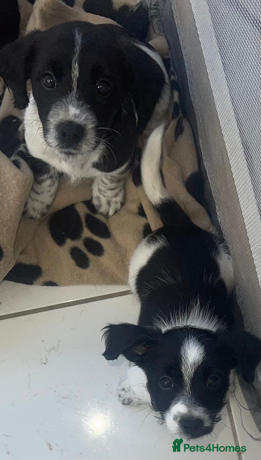 Mixed Breed dogs for sale: 3 male Jackapoo Pups - Image 16
