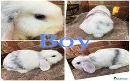 Mini Lop rabbits for sale: Baby Mini Lops For Sale Ready To Go 8 Weeks  - Image 1