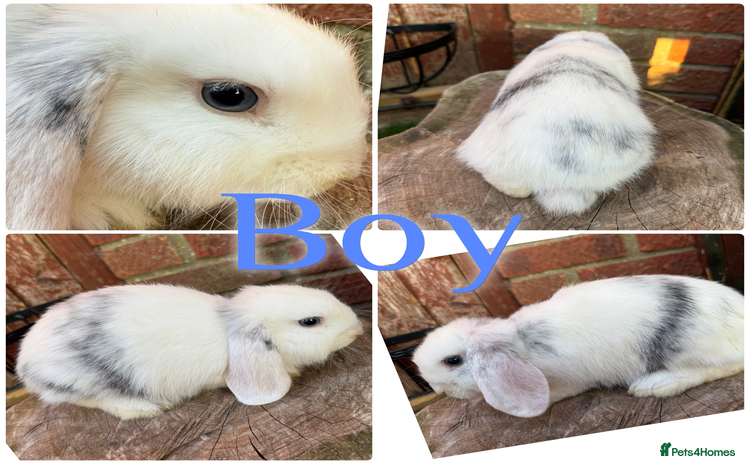 Mini Lop rabbits for sale - Advert 1