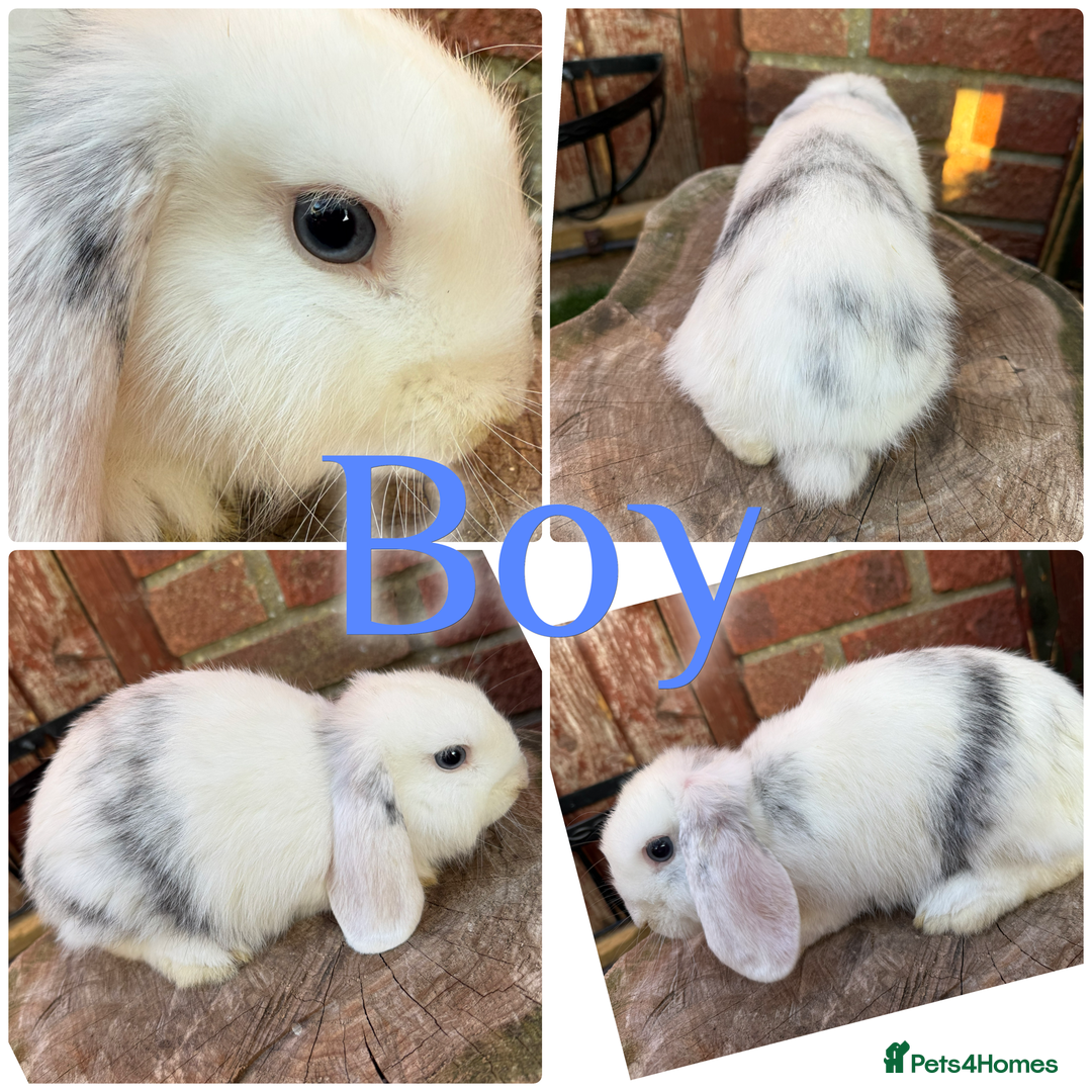 Mini Lop rabbits for sale: Baby Mini Lops For Sale Ready To Go 8 Weeks  - Image 1