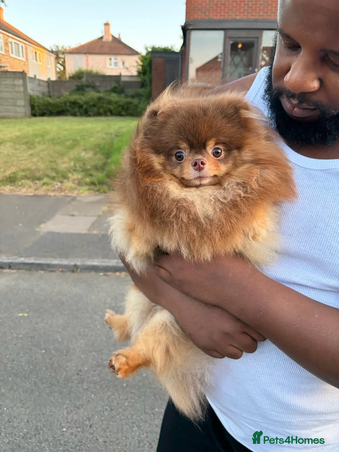 Pomeranian dogs for stud: Exceptional Choco & Tan Teddy Bear Pomeranian Stud - Advert 2