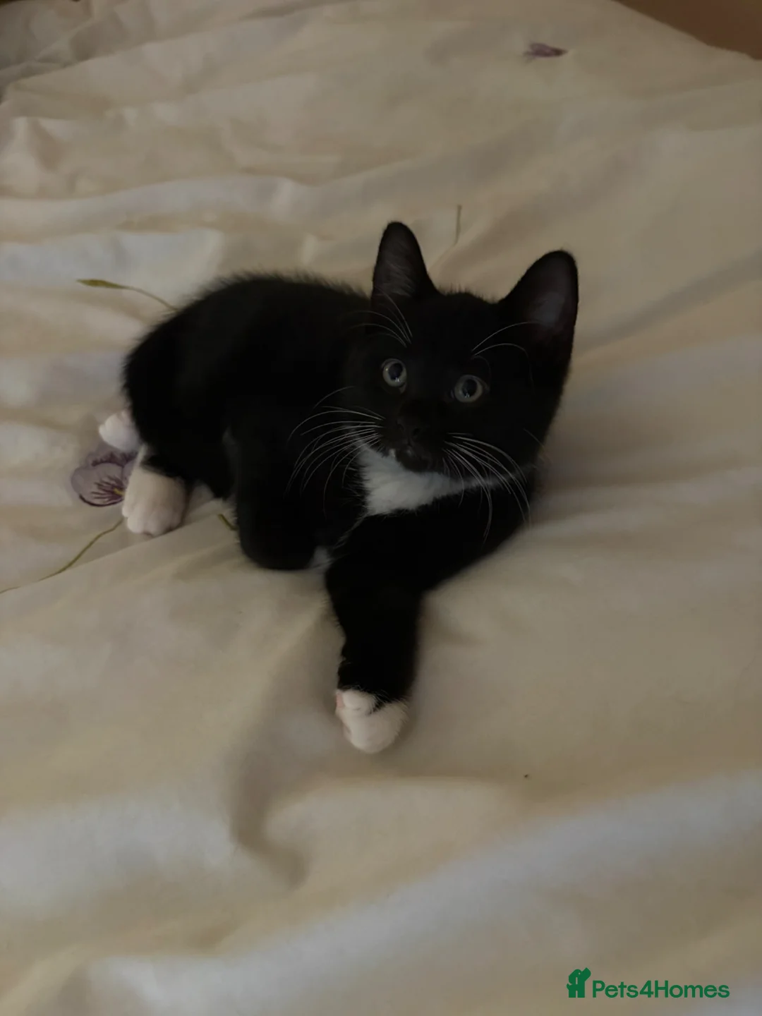 Mixed Breed cats for sale: 😽 2 gorgeous kittens for sale 😽 - Advert 13