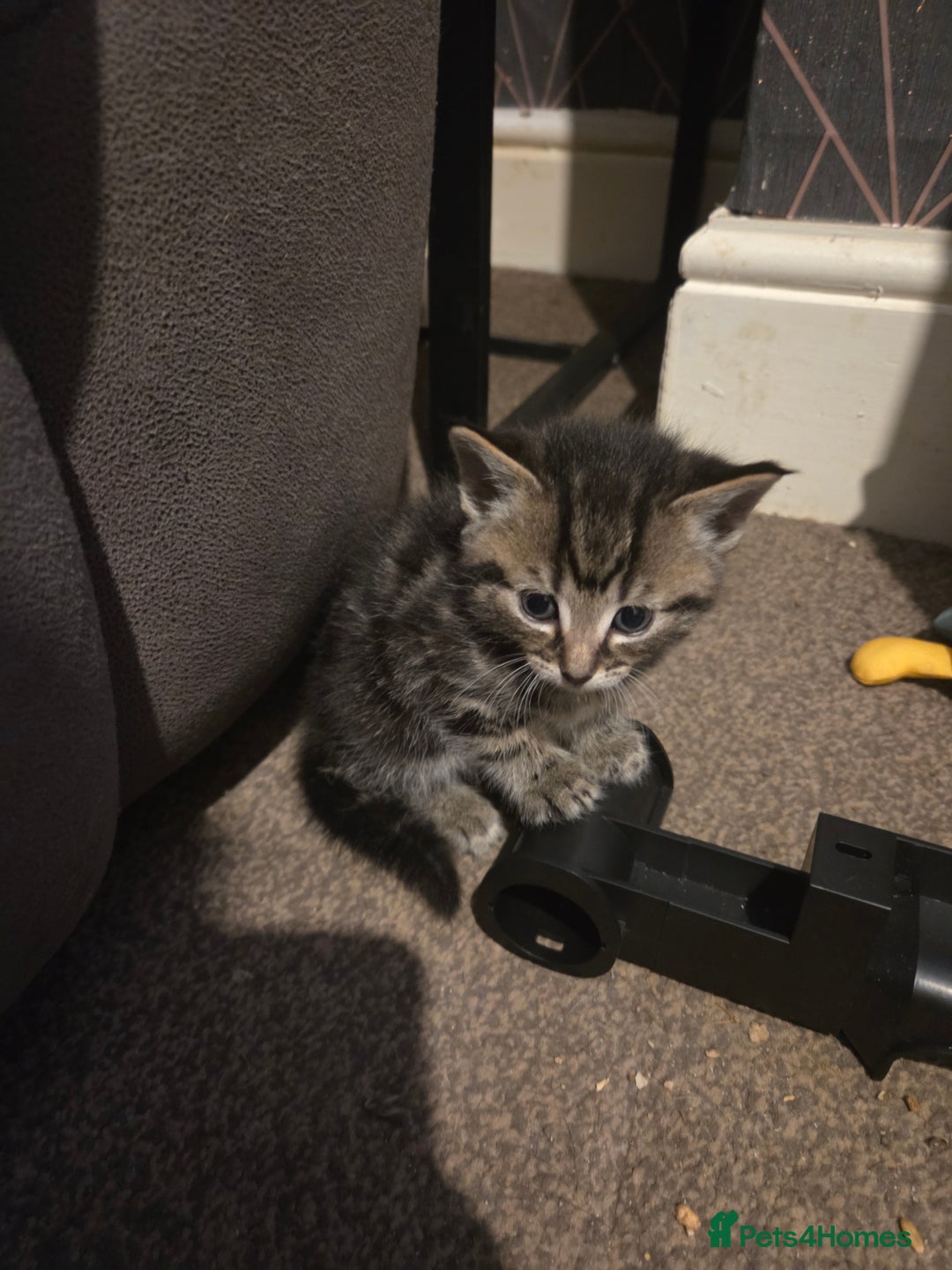 Mixed Breed cats for sale: 5 beautiful kittens - Advert 10