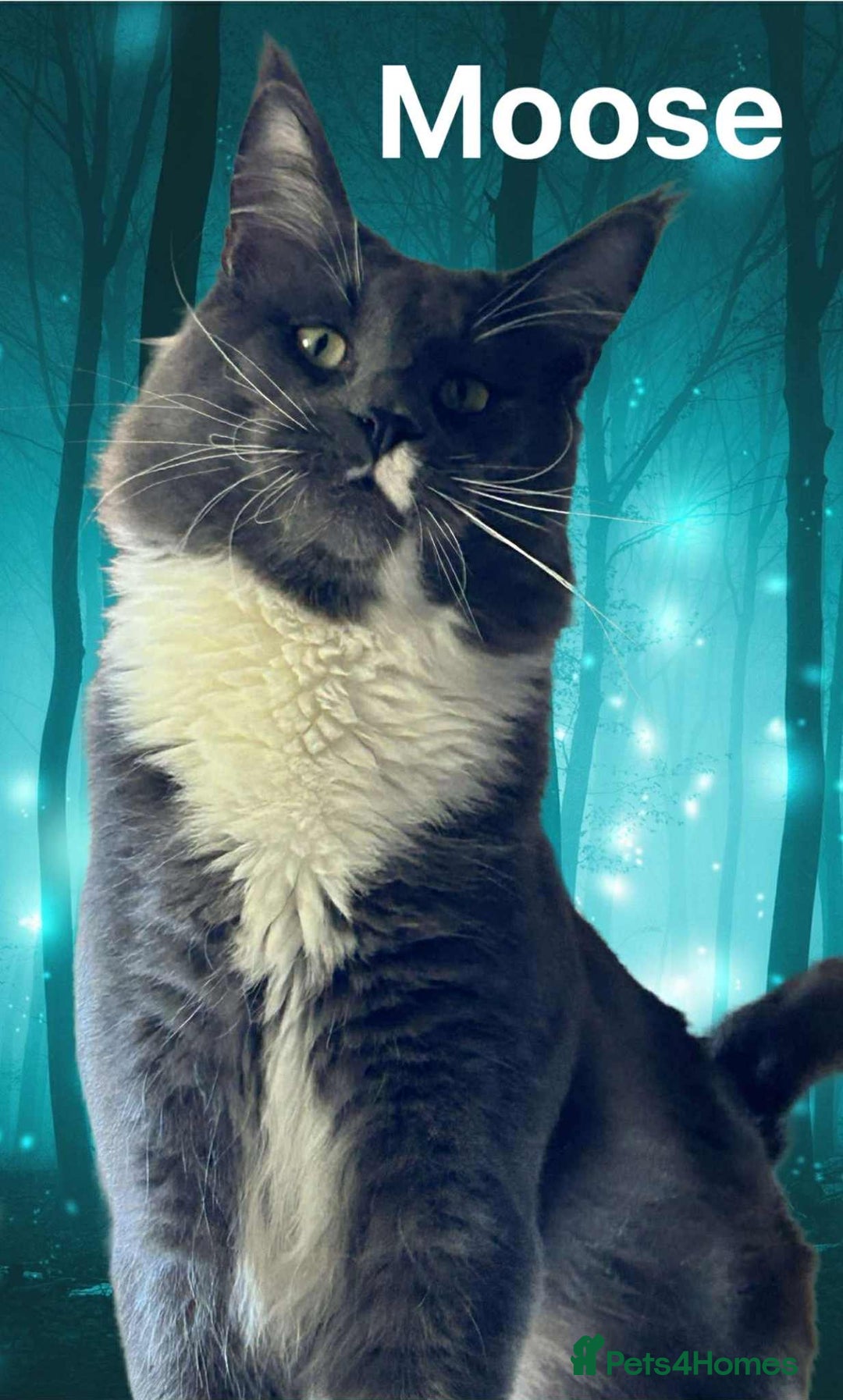 Maine Coon cats for sale: TICA Registered Maine Coon Kittens.  READY NOW  - Advert 12