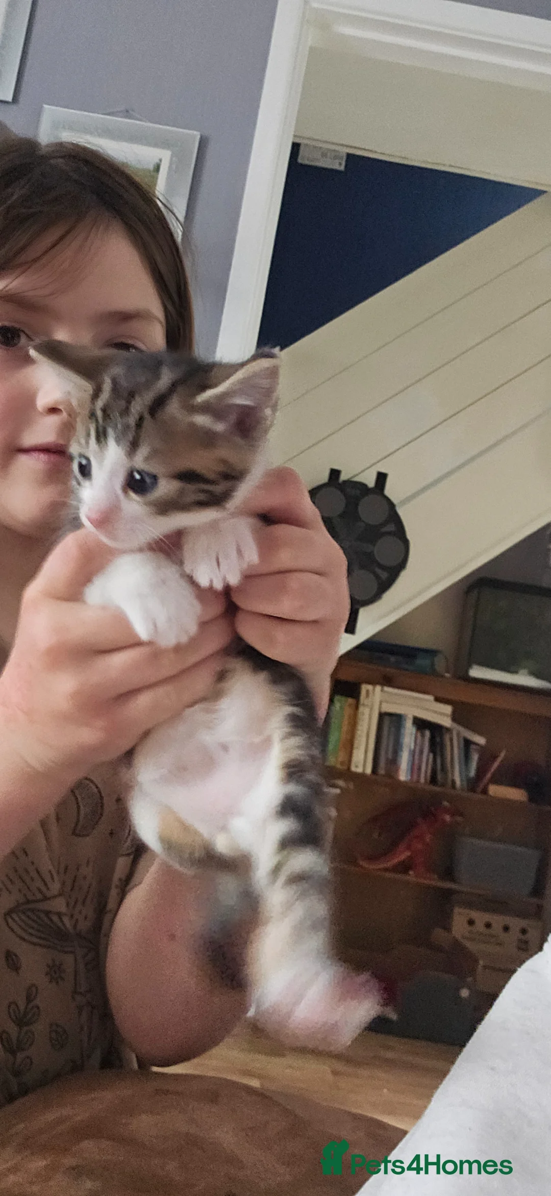 Mixed Breed cats for sale: Kittens in Llanwrtyd Wells - Advert 2