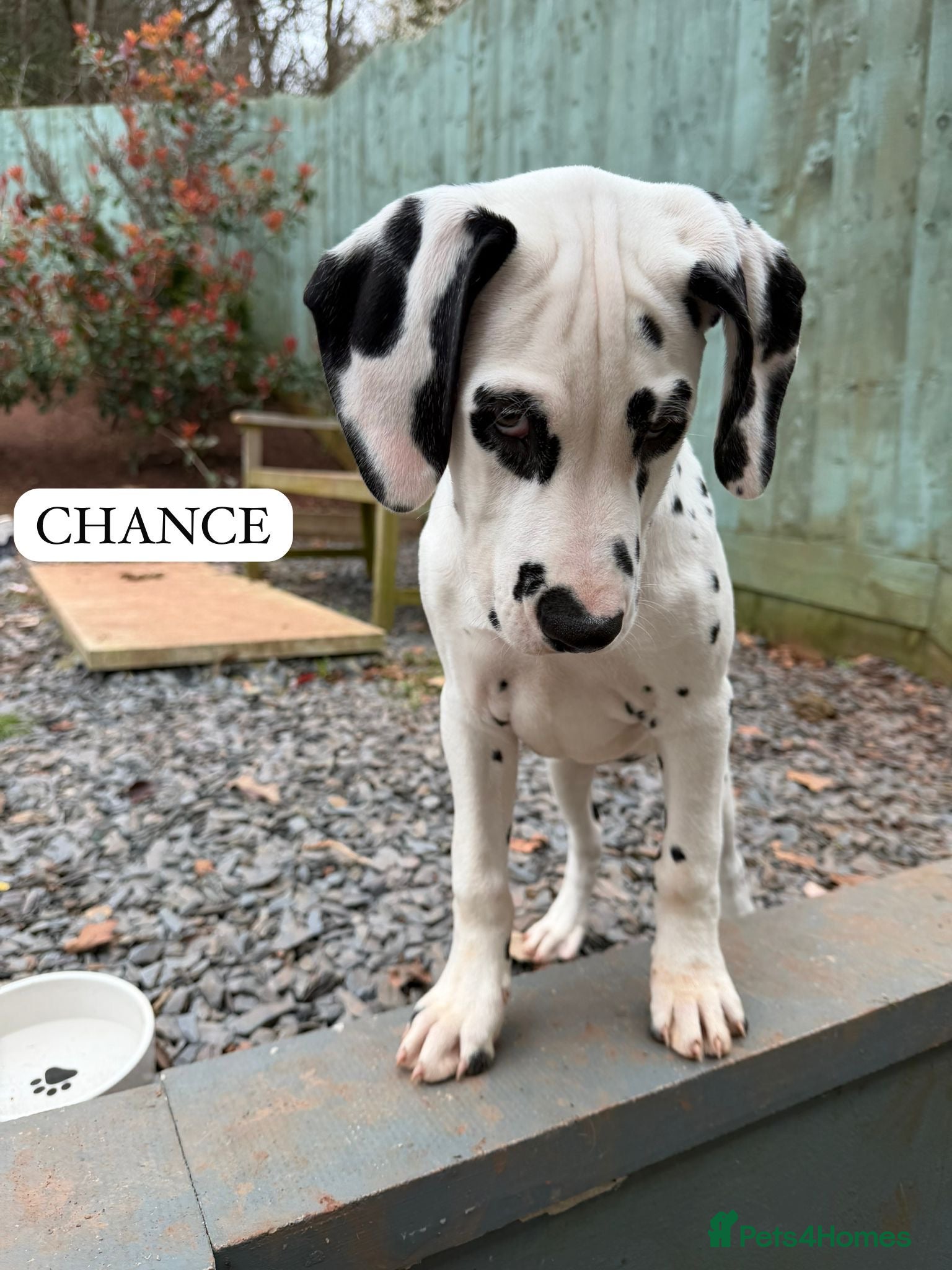 Dalmatian dogs KC Reg Dalmatian Puppies Black & Liver Ready Now - Advert 4