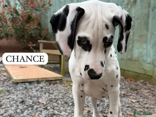 Dalmatian dogs KC Reg Dalmatian Puppies Black & Liver Ready Now - Advert 4