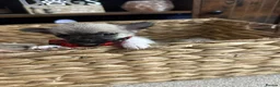 Chihuahua dogs for sale: Chihuahua puppies in Inverness - Advert 5