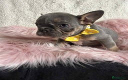 French Bulldog dogs for sale: KC Reg lilac & tan velvet French Bulldog - Image 7
