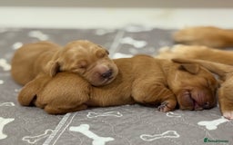 Golden Retriever dogs for sale: Dark Red Golden Retriever Pups  - Image 10