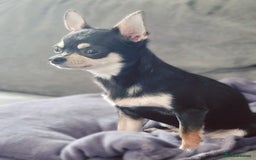 Chihuahua dogs for sale: 3 Male DWKC ** Chihuahuas  - Image 18