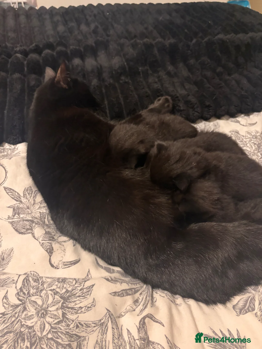 Mixed Breed cats for sale: One little boy remaining - Advert 7