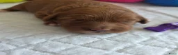 Cavapoo dogs for sale: 💗⭐Gorgeous Cavapoo Girls ⭐💗 - Advert 7