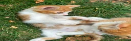 Mixed Breed cats for sale: Mixed breed kittens - Advert 10