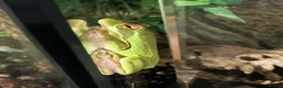 Mixed Breed reptiles for sale: 2 Anoles and 2 American Tree Frogs - Advert 4