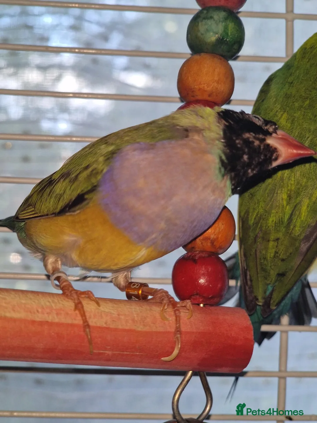 Finches birds for sale: Mixes - Advert 2
