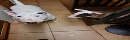 Bull Terrier dogs for sale: Bullterrier puppy  - Advert 6