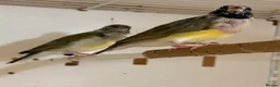 Finches birds for sale: Female Gouildian finches available young  - Advert 6
