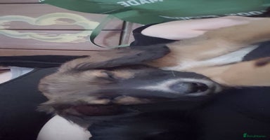 Mixed Breed dogs - Advert 5