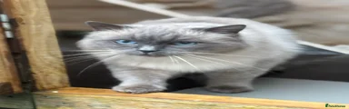 Ragdoll 1