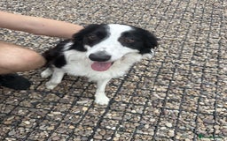 Mixed Breed dogs for sale: Border Collie Cocker puppies - Image 20
