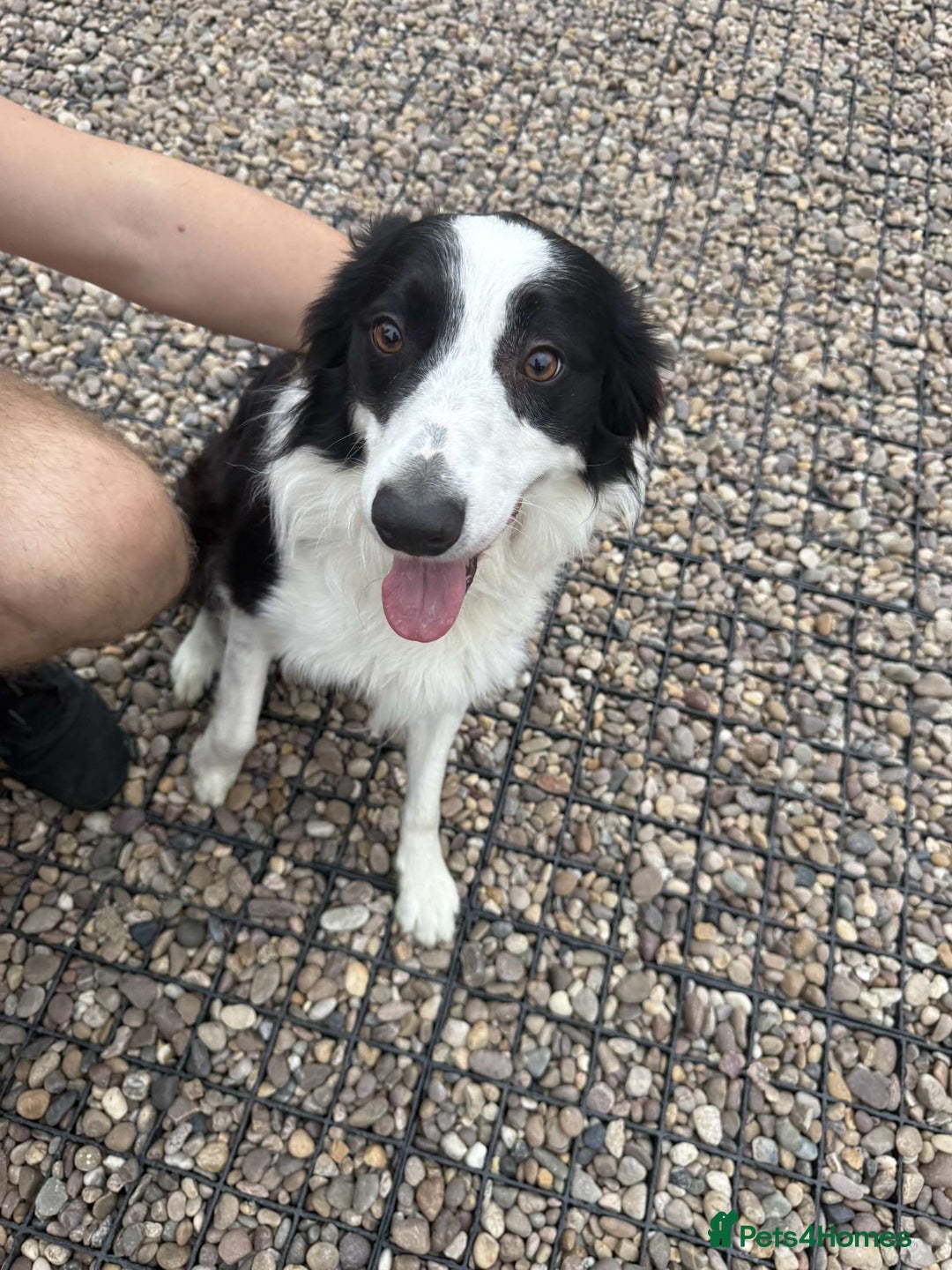 Mixed Breed dogs for sale: Border Collie Cocker puppies - Image 20