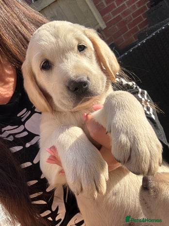 Golden Retriever dogs - Advert 2