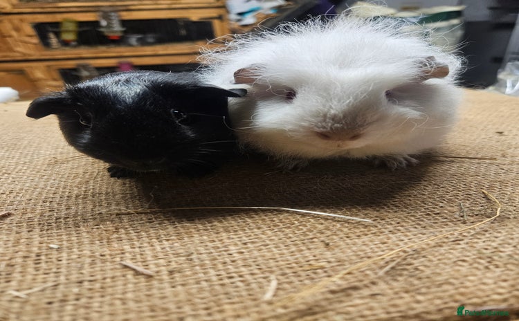 Guinea Pig rodents - Advert 2