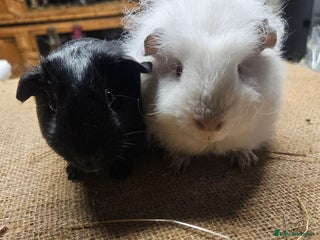 Guinea Pig rodents - Advert 20