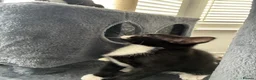 British Shorthair cats for sale: The Tuxedo Esquire, Sisters - Advert 11