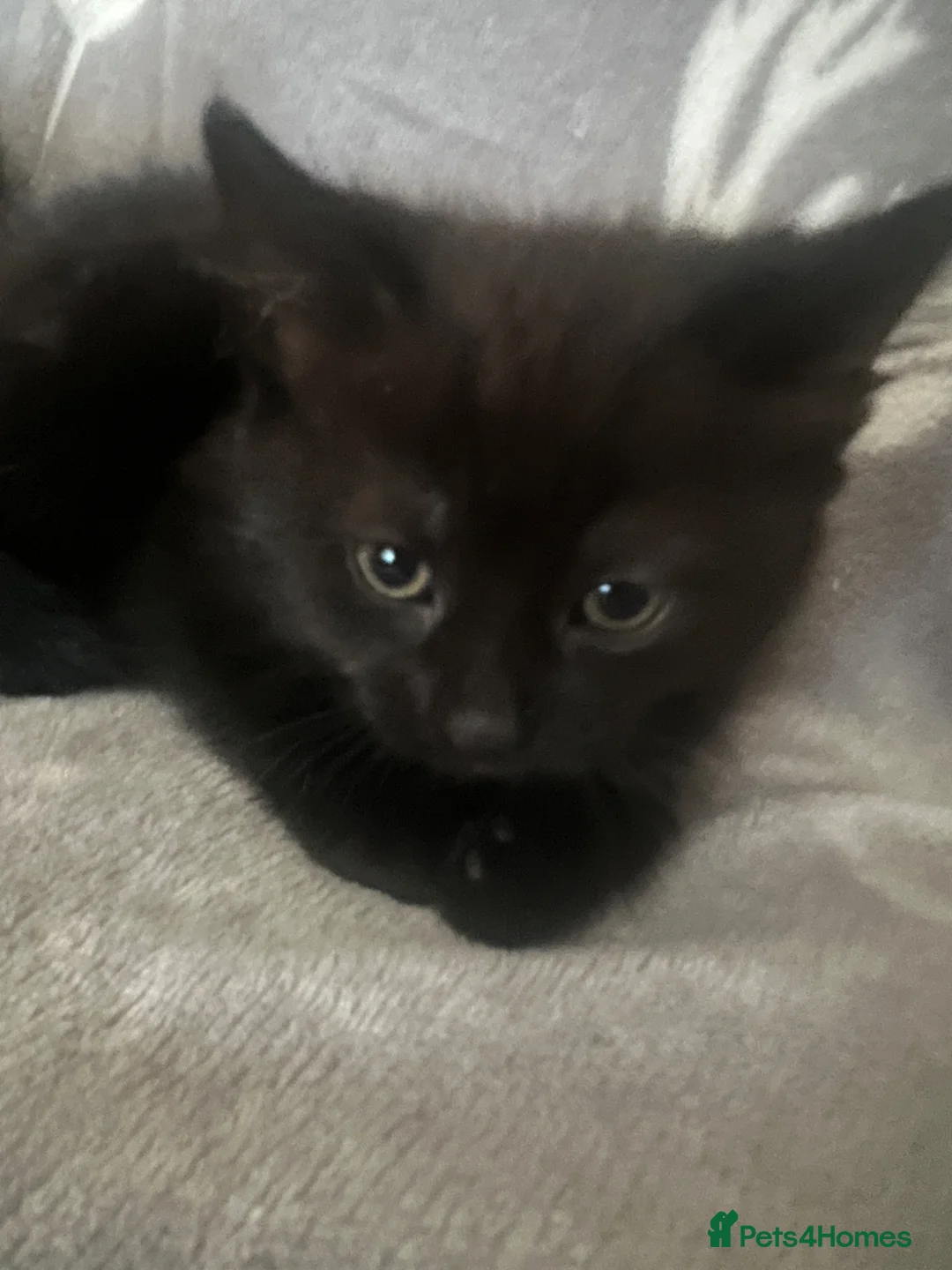 Mixed Breed cats for adoption: STORMZY - Advert 1