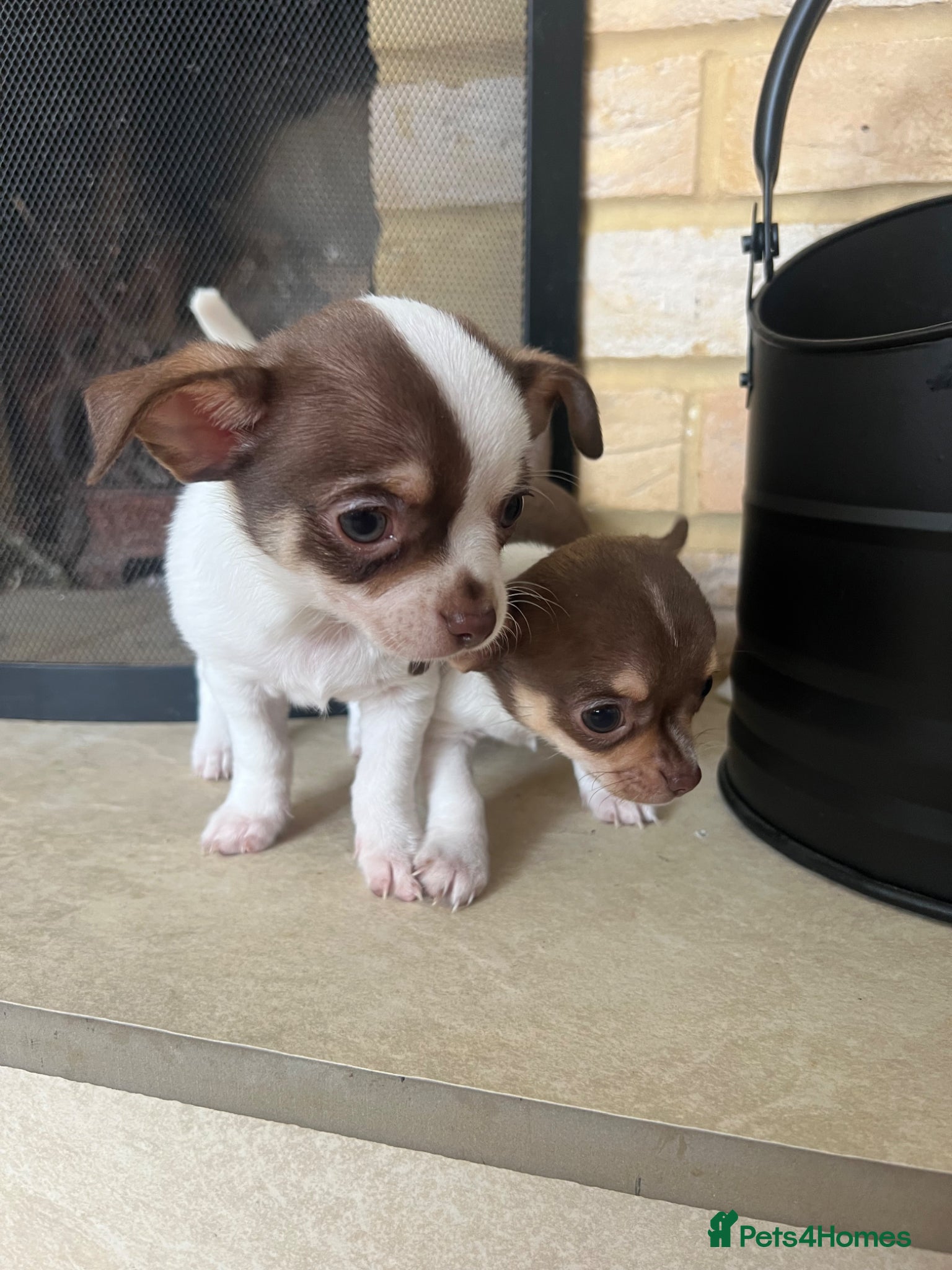 Chihuahua dogs Gorgeous chihuahua puppies available 💜 💜 - Advert 4