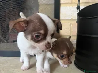 Chihuahua dogs Gorgeous chihuahua puppies available 💜 💜 - Advert 5