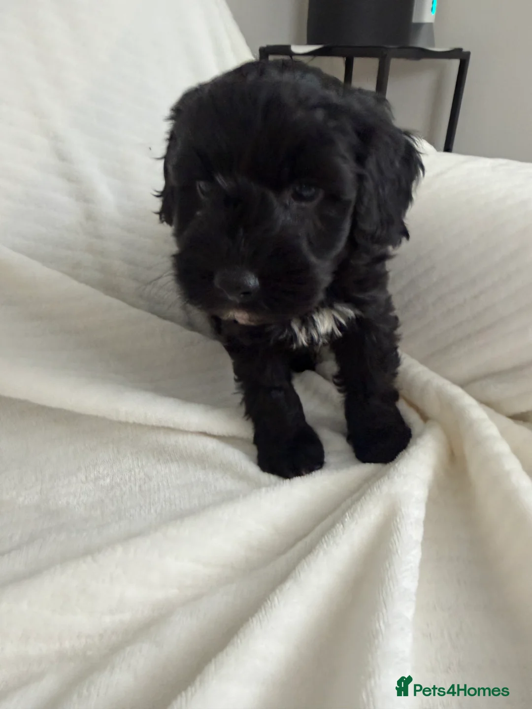 Cockapoo dogs for sale: CockerPoo  - Advert 8