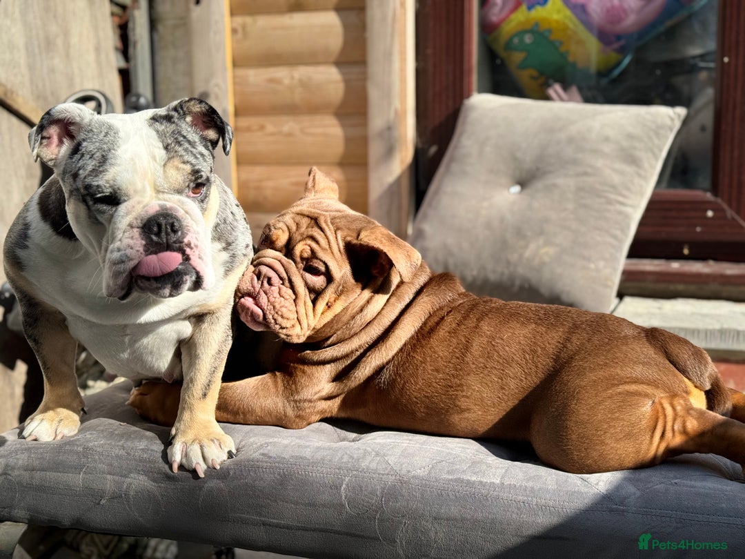 English Bulldog dogs for sale: English bulldog chocolate tri boy with Merle genes - Image 5