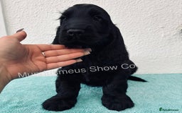 Cocker Spaniel dogs for sale: READY NOW Last boy, import line show cockers - Image 19