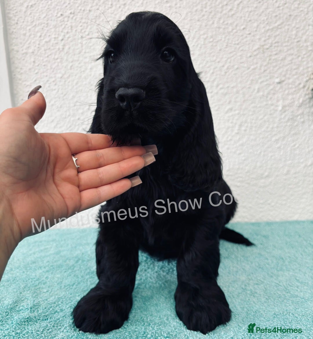 Cocker Spaniel dogs for sale: READY NOW Last boy, import line show cockers - Image 19