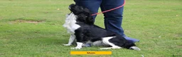 English Springer Spaniel dogs for sale: Health Tested English Springer Spaniel Puppies - Advert 3
