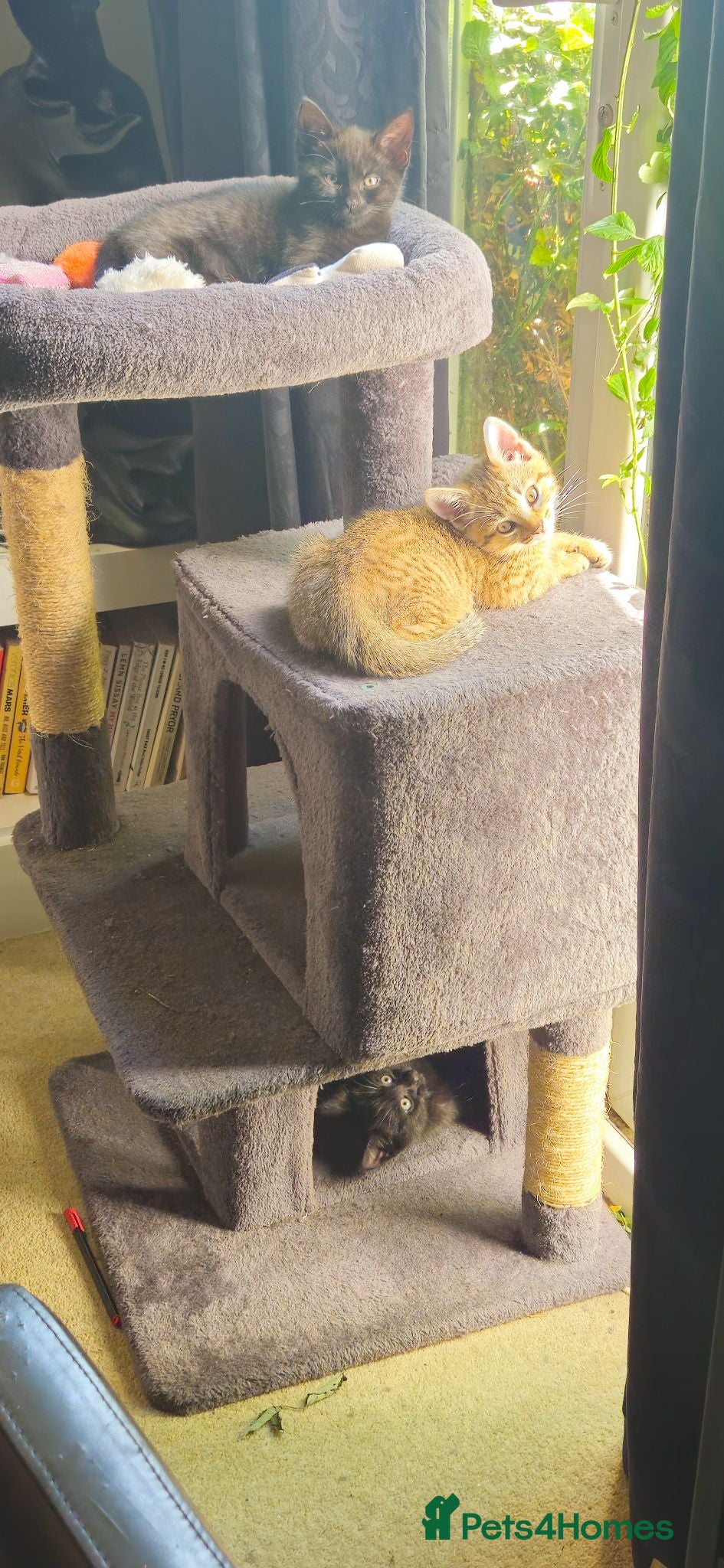 Mixed Breed cats Kittens for Sale - Advert 7