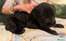 Irish Wolfhound dogs for sale: Stunning litter of Irish Wolfhound puppies - Image 16