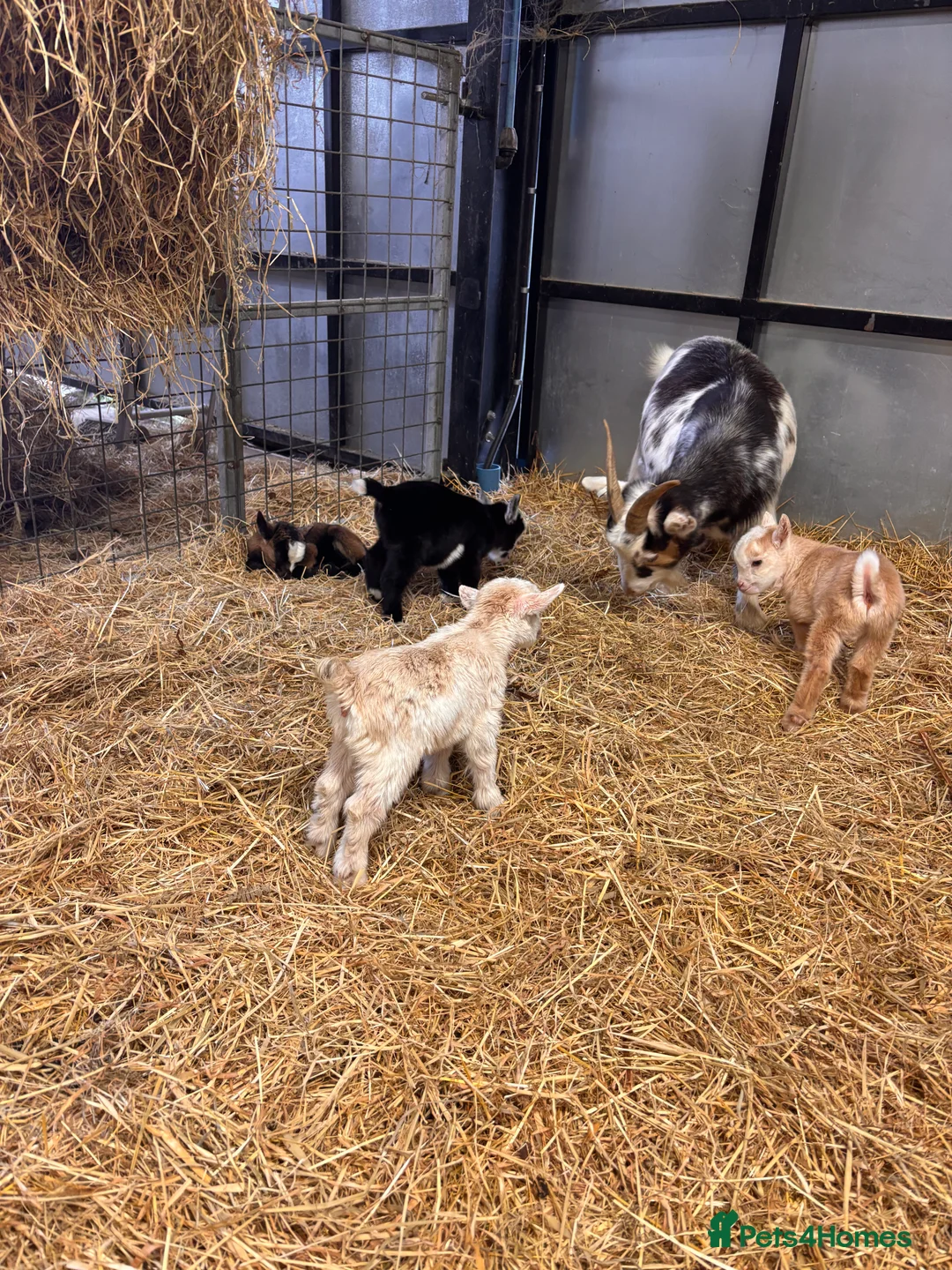Goats livestock for sale: Gorgeous Pygmy Goats - Ready from mid April  - Advert 9