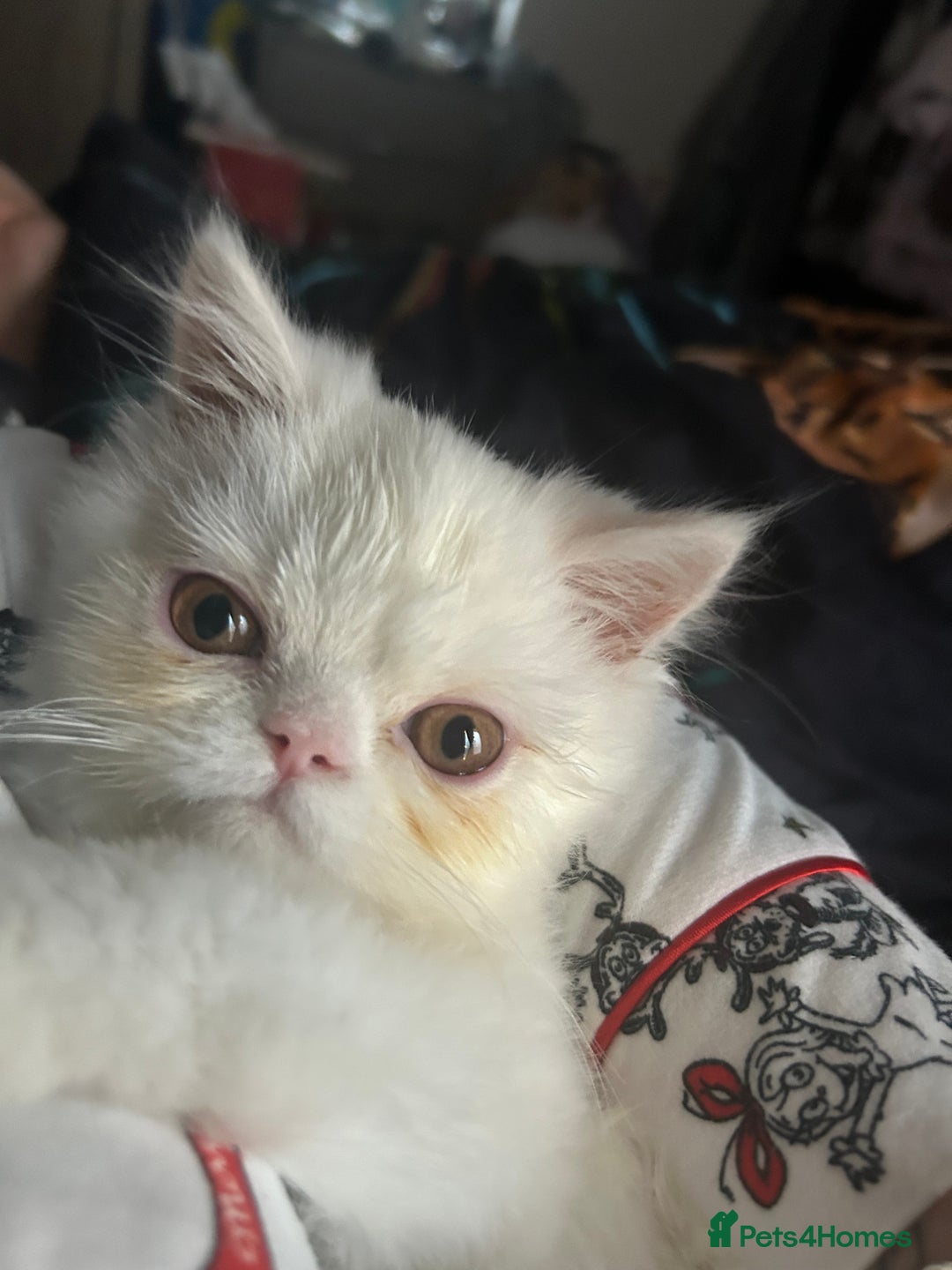 Persian cats for sale: Beautiful Persian kittens - Advert 3