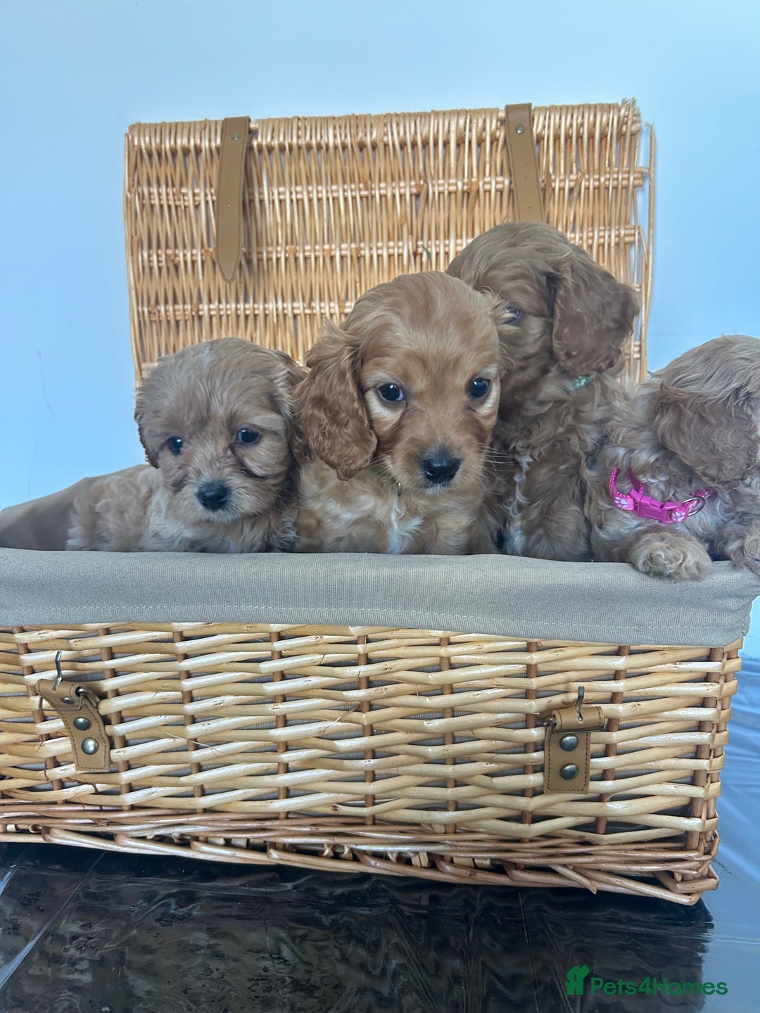 Cavapoo dogs for sale: Stunning, F1 Cavapoo fully health tested parents  - Image 11