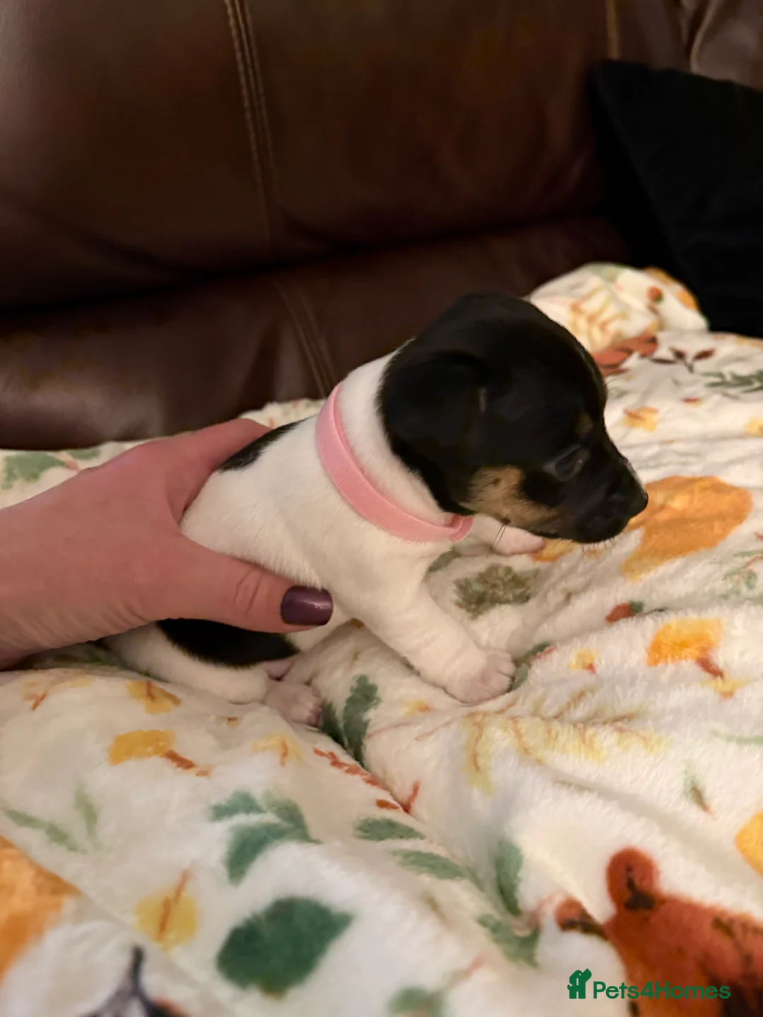 Jack Russell dogs for sale: Jack Russell Pups - Advert 15