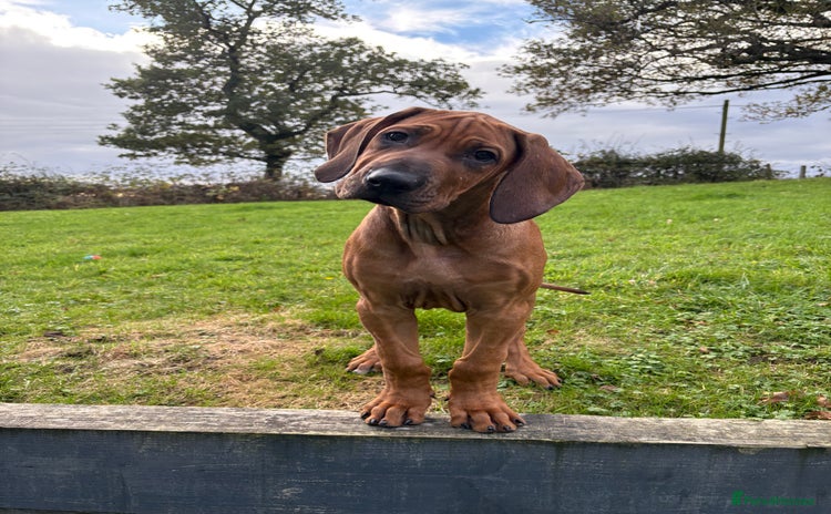 Rhodesian Ridgeback dogs - Advert 1