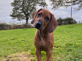 Rhodesian Ridgeback dogs - Advert 1