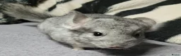 Chinchilla rodents for sale: 4 baby grey female chinchillas - Advert 5